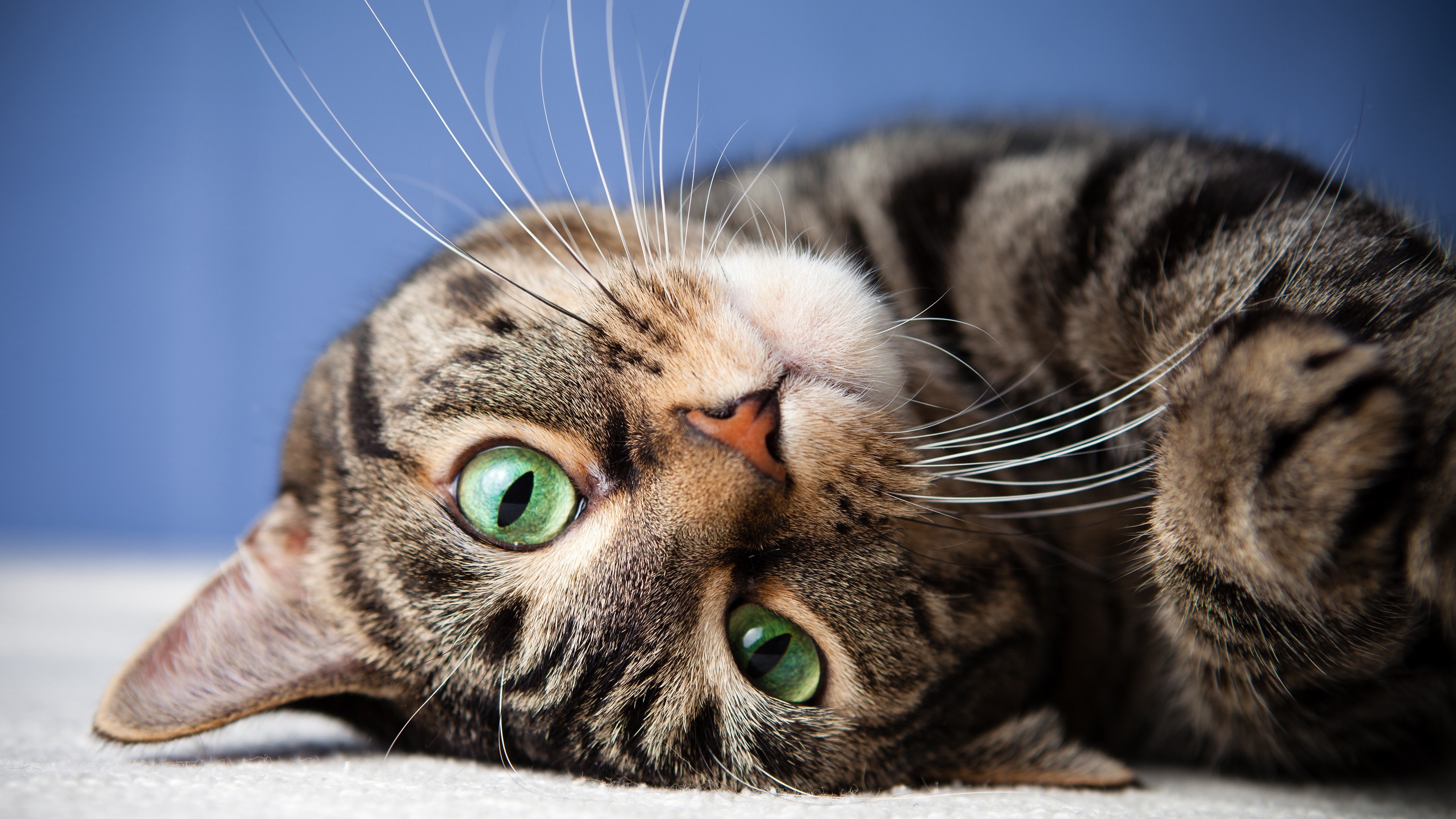 Gato gris recostado
